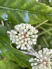 Fatsia japonica