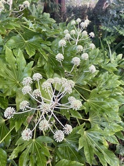 Fatsia japonica