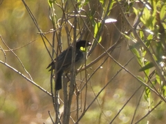 Microspingus melanoleucus