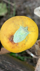 Arvelius albopunctatus