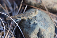 Acrotylus