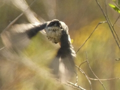Microspingus melanoleucus