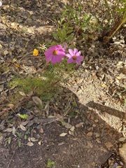 Cosmos bipinnatus