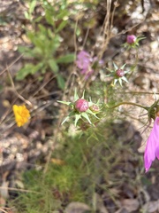 Cosmos bipinnatus