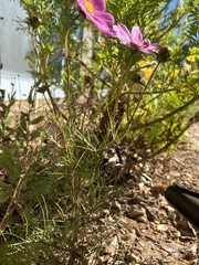 Cosmos bipinnatus