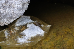 Pelophylax bedriagae