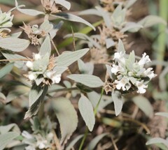 Marrubium peregrinum