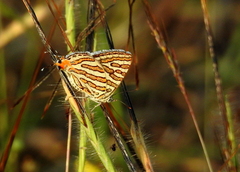 Cigaritis vulcanus