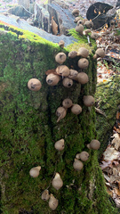 Apioperdon