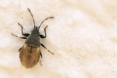 Oxycarenus hyalinipennis