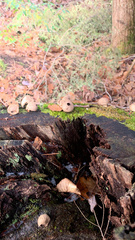 Apioperdon