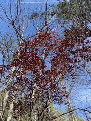 Quercus coccinea