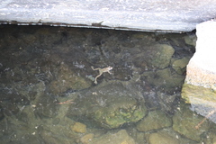 Pelophylax bedriagae