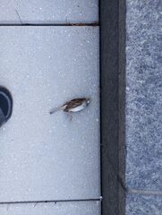 Zonotrichia albicollis