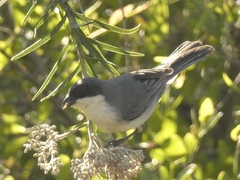 Microspingus melanoleucus
