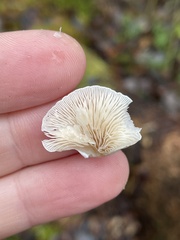Panellus mitis