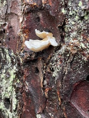 Panellus mitis