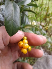 Palicourea boqueronensis