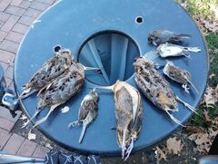 Zonotrichia albicollis