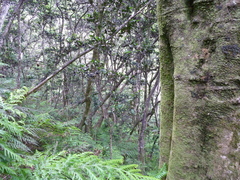 Zanthoxylum externum