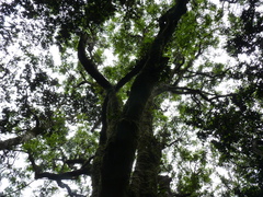 Zanthoxylum externum