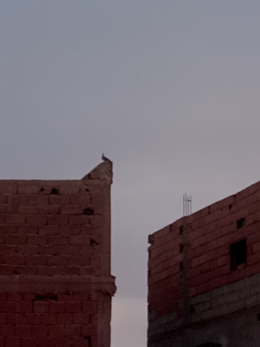 Feral Pigeon