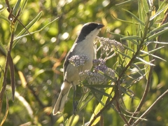 Microspingus melanoleucus