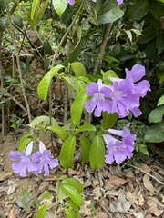 Bignonia sciuripabulum