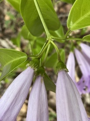 Bignonia sciuripabulum