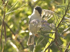 Microspingus melanoleucus