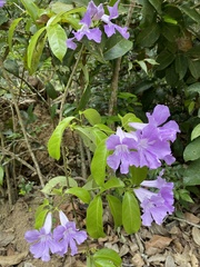Bignonia sciuripabulum