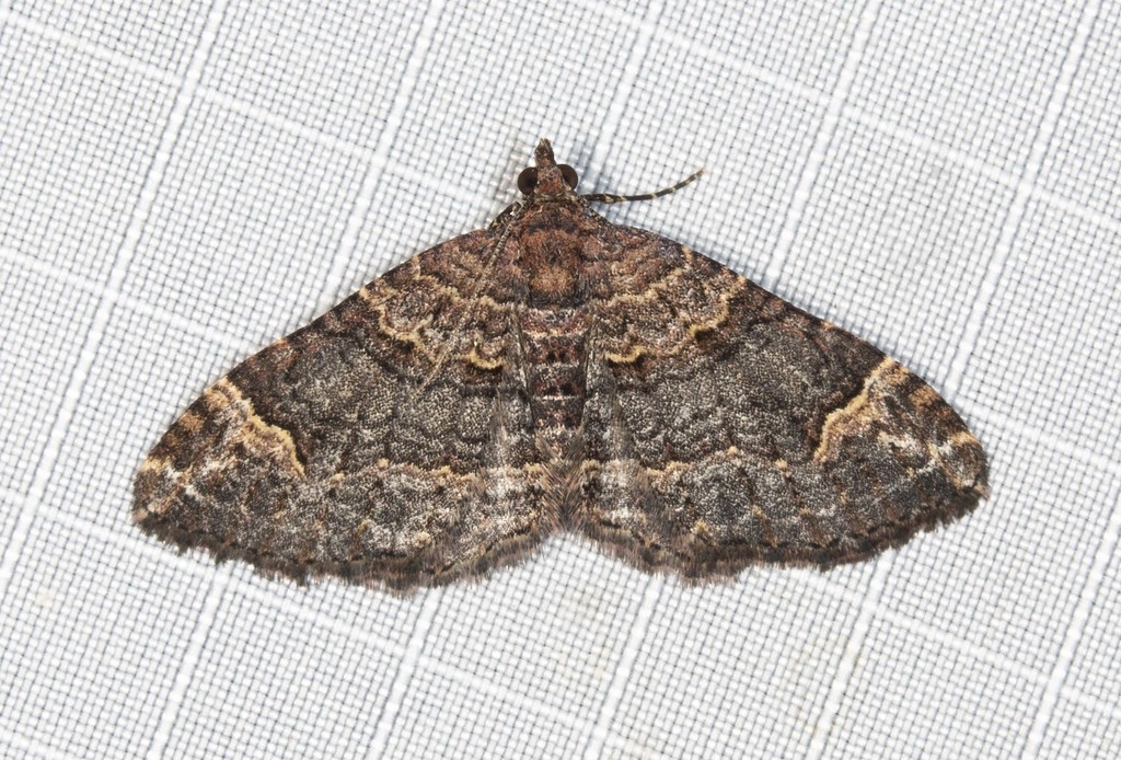 Clover Moth