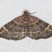 Clover Moth - Photo (c) Ian McMillan, some rights reserved (CC BY-NC), uploaded by Ian McMillan