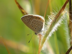 Freyeria trochylus