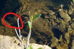 Archosargus probatocephalus