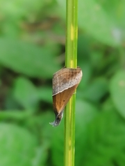 Hypena lividalis