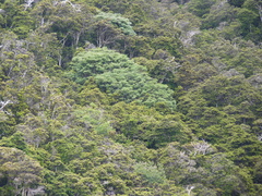 Zanthoxylum externum