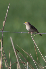 Grassland Sparrow photo 4