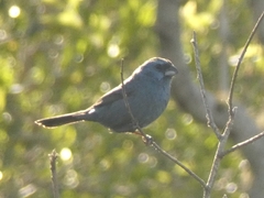 Cyanoloxia glaucocaerulea