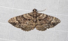 Eucymatoge peplodes