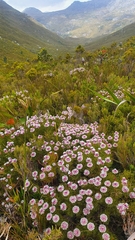 Serruria phylicoides