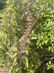 Ocimum tenuiflorum