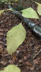 Collinsonia canadensis