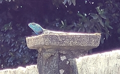 Acanthocercus atricollis