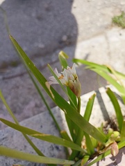 Nothoscordum gracile