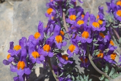 Linaria alpina