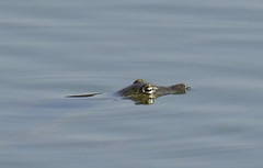 Apalone spinifera spinifera