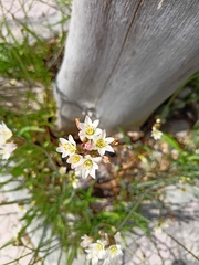 Nothoscordum gracile