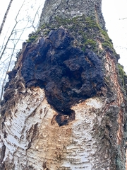 Inonotus obliquus sterilis