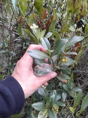 Palicourea boqueronensis